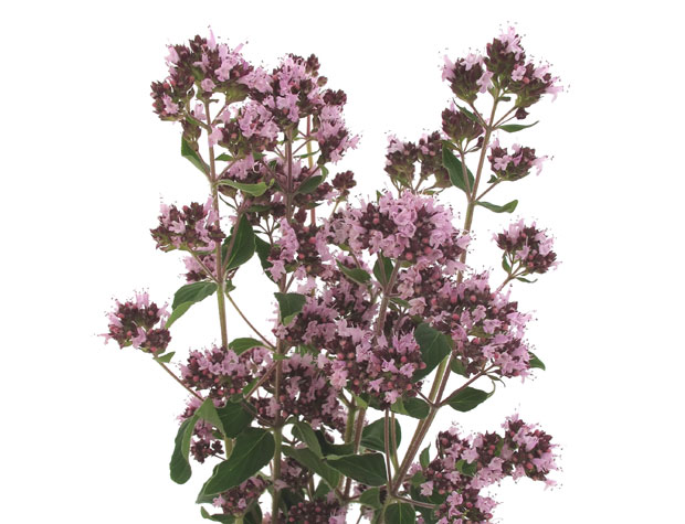 Вранилова трава или дивљи оригано: Радост планина доноси здравље